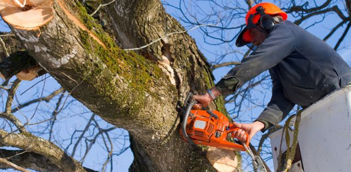 Tree Care Image